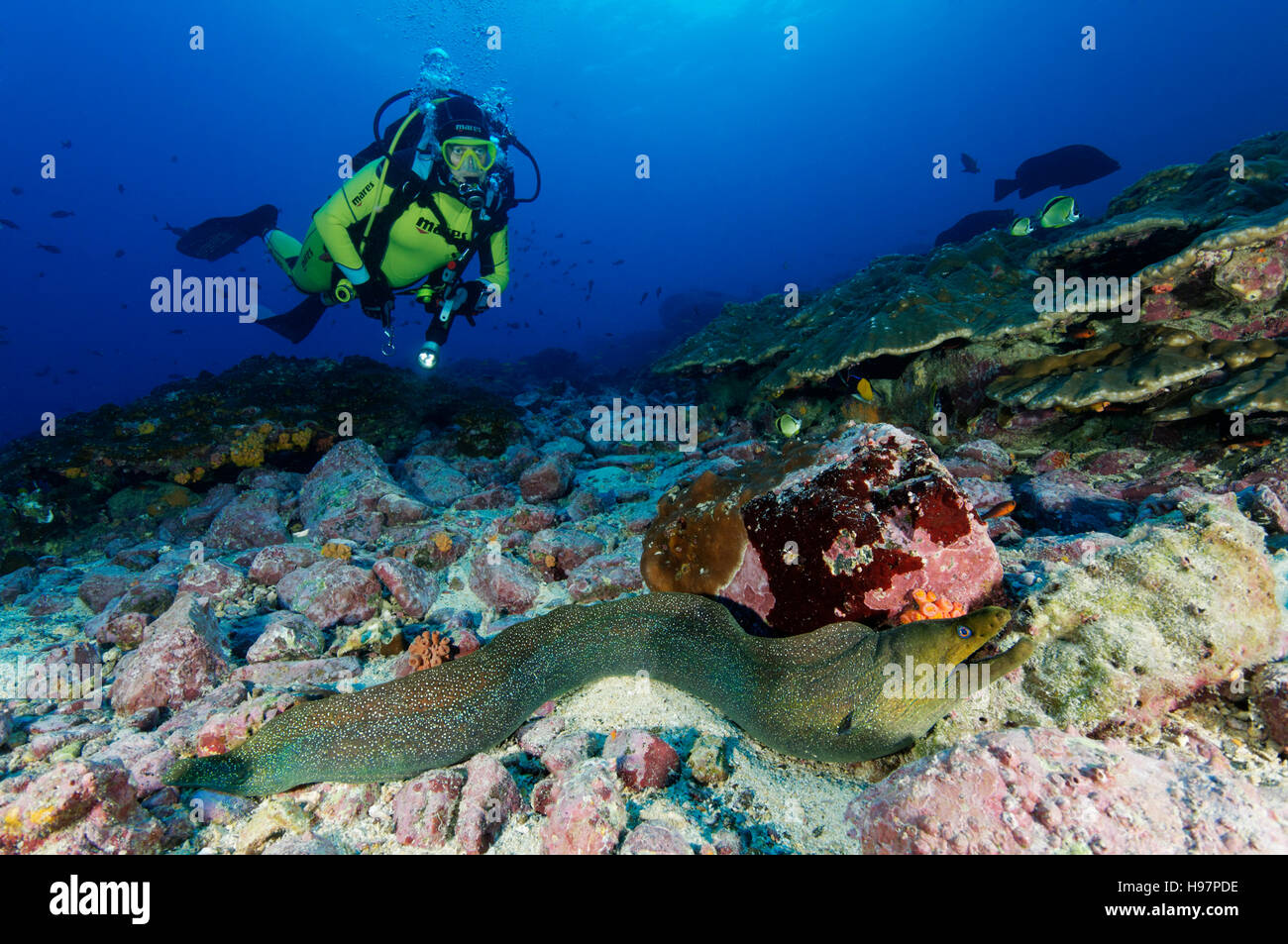 Sanduhr Muräne mit Scuba Diver, Malpelo Insel, Kolumbien, Ost-Pazifik Stockfoto