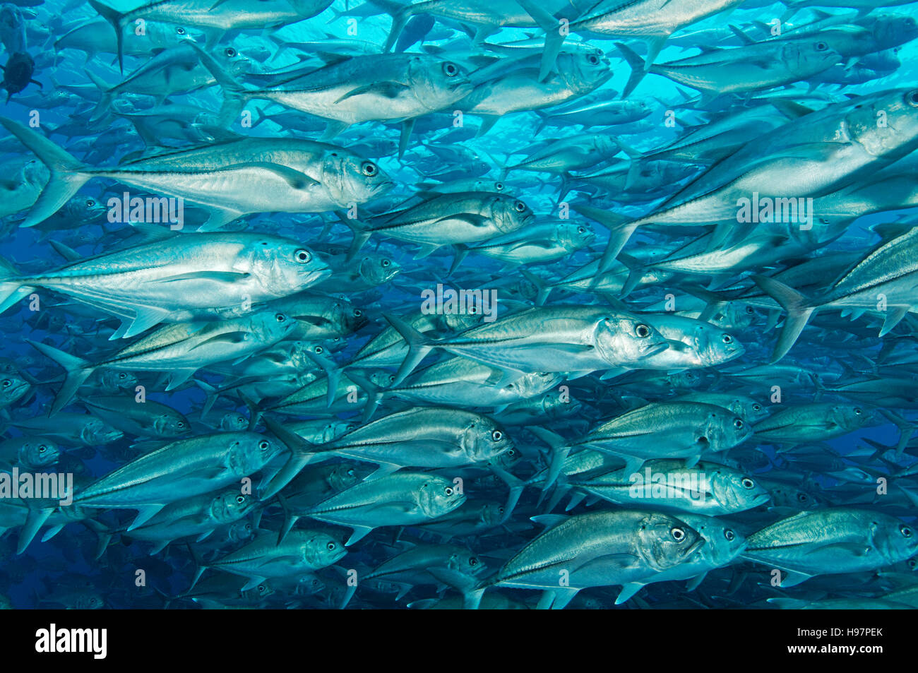 Schule der Bigeye Makrelen, Großaugen-Buchsen, Malpelo Insel, Kolumbien, Ost Pazifik Stockfoto