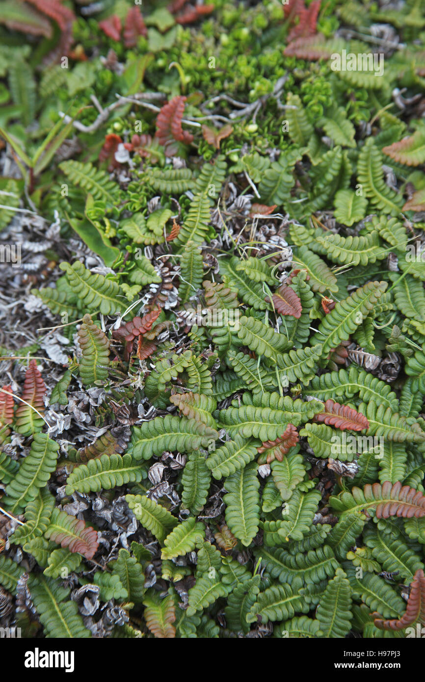 Kleine Farne Blechnum Penna-Marina-Falkland-Inseln Stockfoto