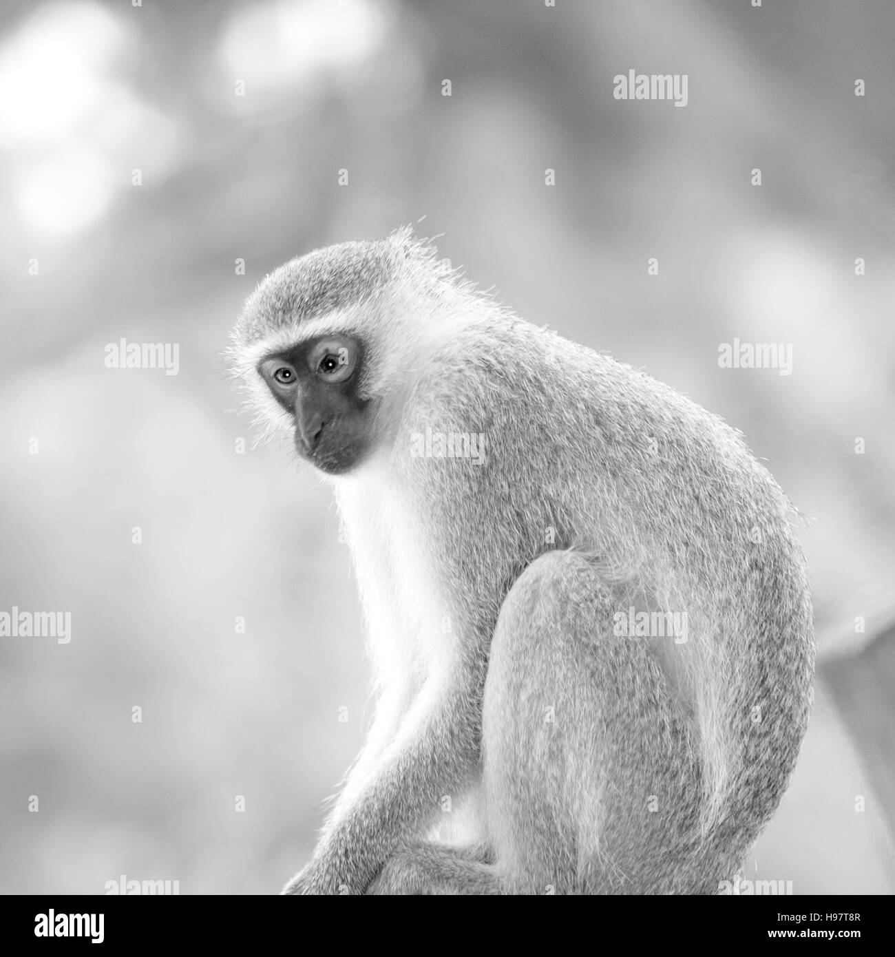 Unschärfe in Südafrika Kruger Wildlife Naturschutzgebiet und wilde Affen Stockfoto