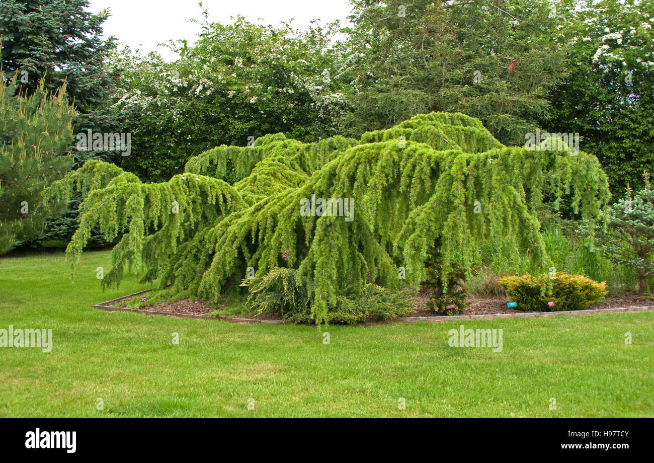 Cedrus Deodara Pendel Stockfoto