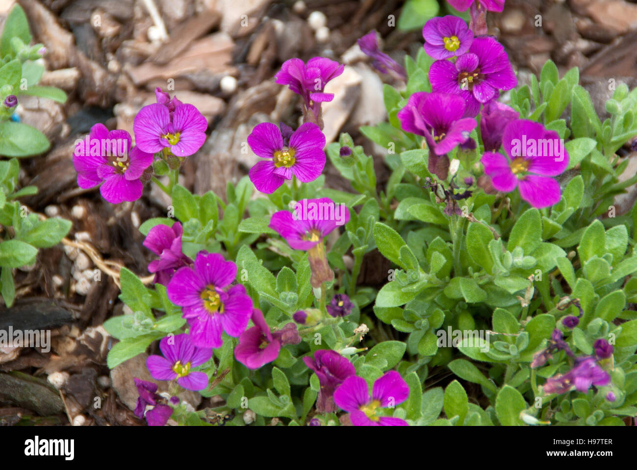 Aubrieta roten Teppich Stockfoto