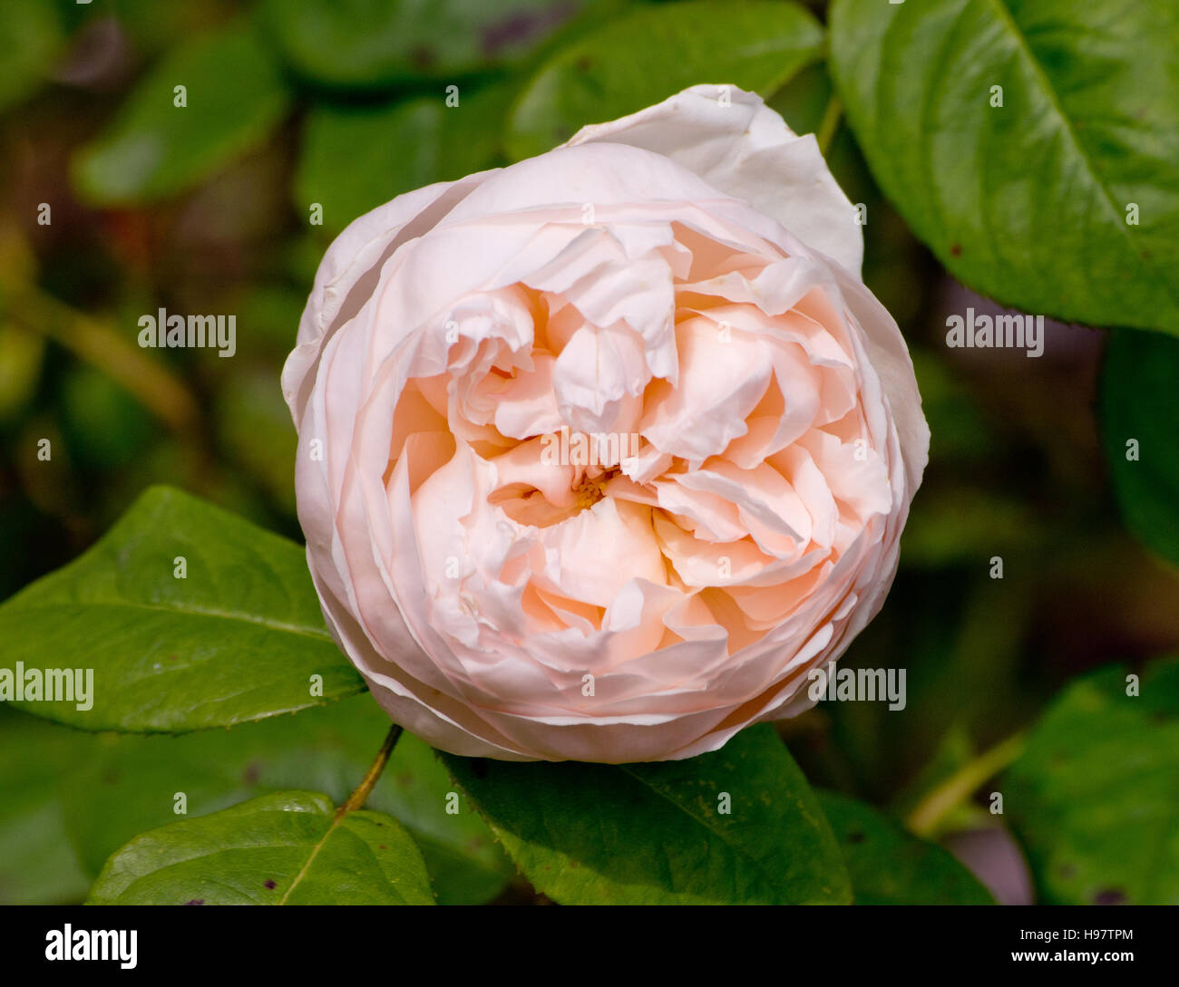 Rose st Fotos und Bildmaterial in hoher Auflösung Alamy