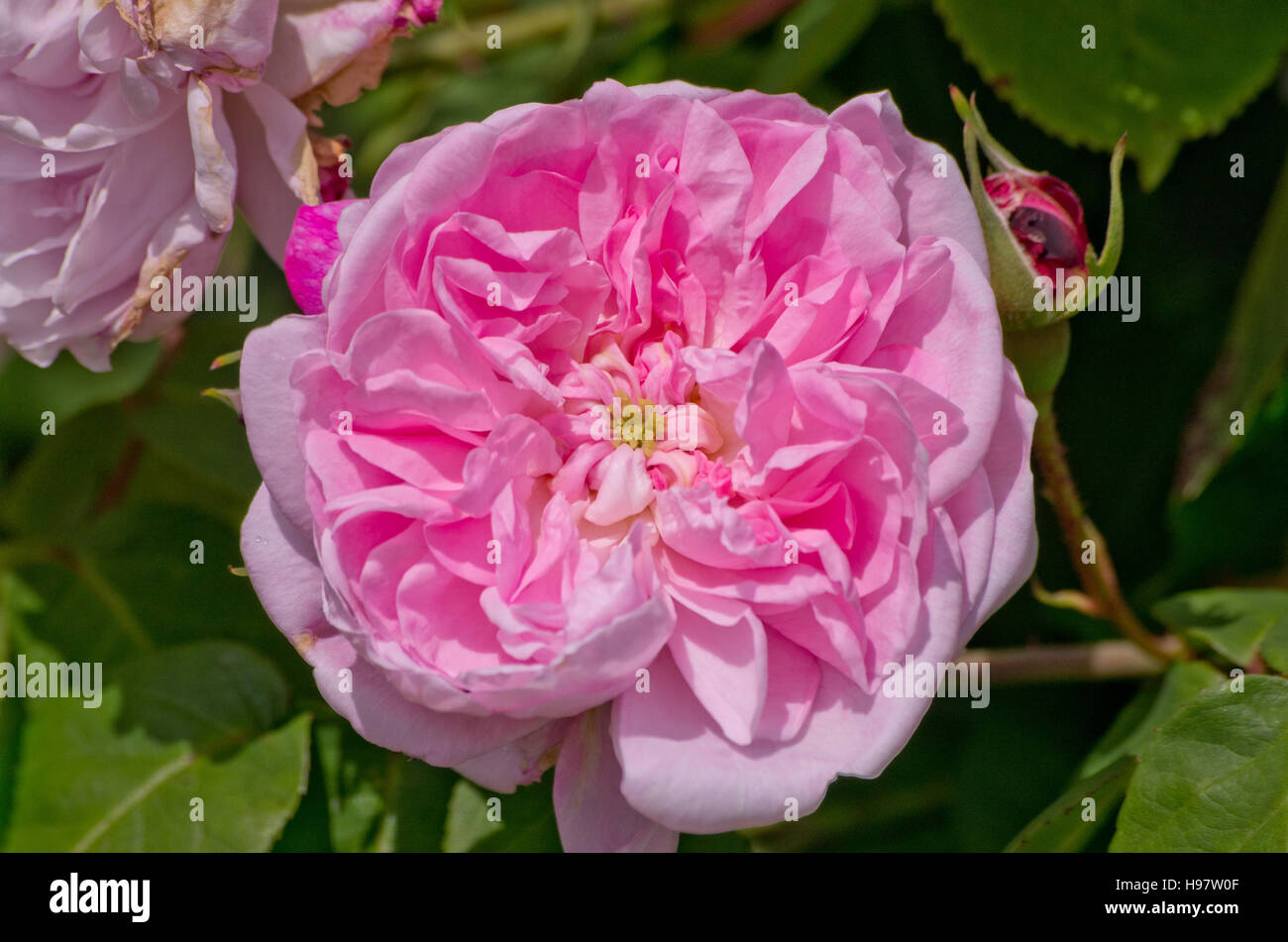 Rose-Fantin-Latour Stockfoto