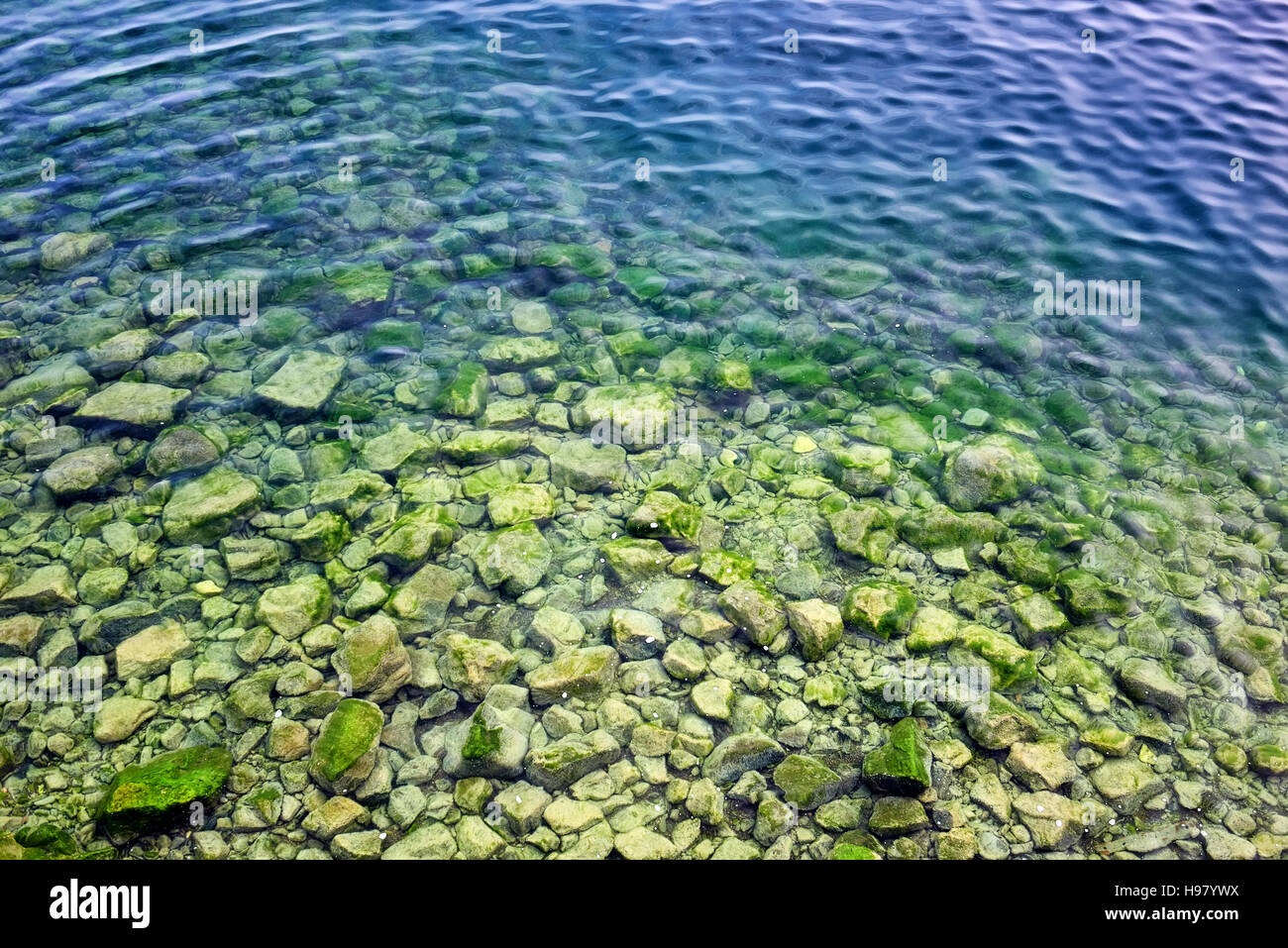 Spirogyra im unteren Felsen im Wasser des Baikalsees. Fremdkörper ist See, Erstellen von ökologischen Katastrophe droht Verstopfung. Stockfoto