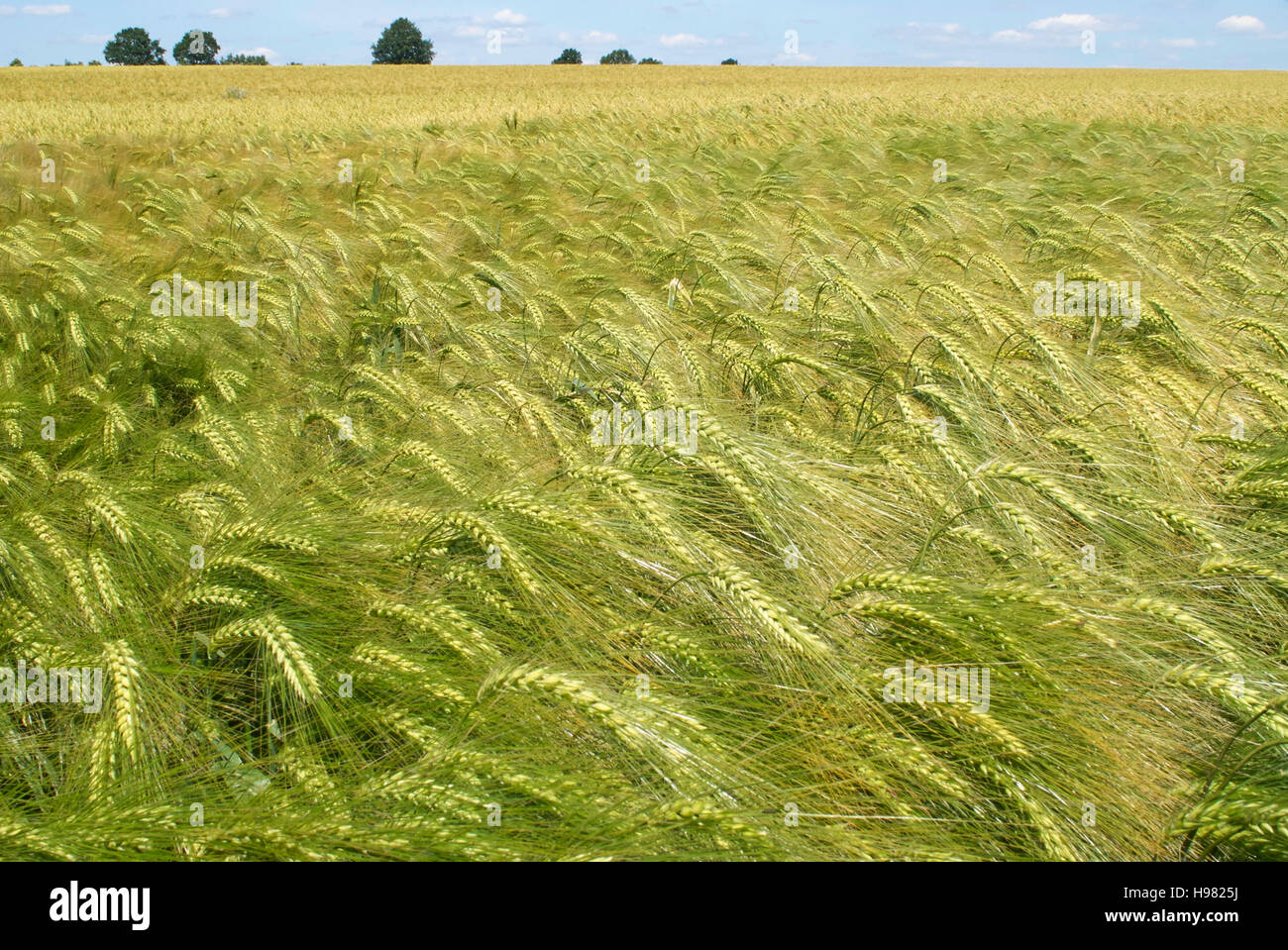 Getreidefeld bewegt sich in den Wind, Norddeutschland Stockfoto
