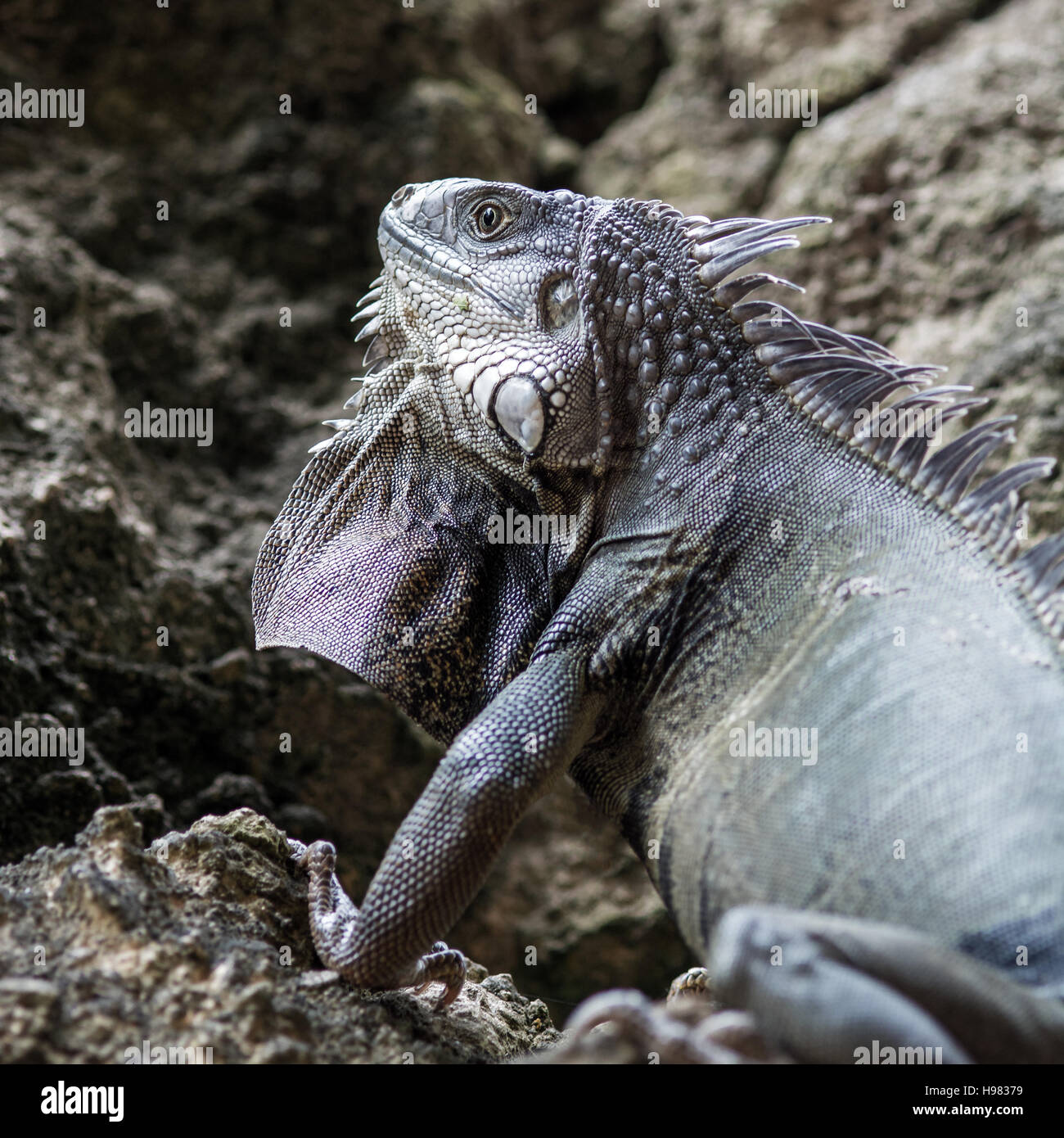 Grüner Leguan versteckt sich in den Felsen in Puerto Rico Stockfoto