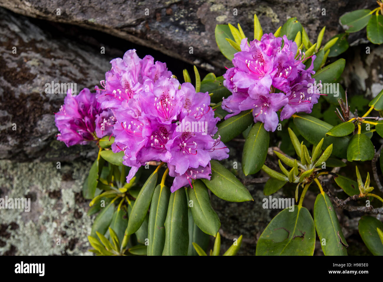 Rhododendron Blüte vor Felsen im Frühsommer Stockfoto