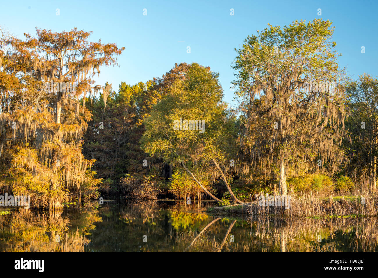 Herbstfarben am See Martin in Louisiana Stockfoto