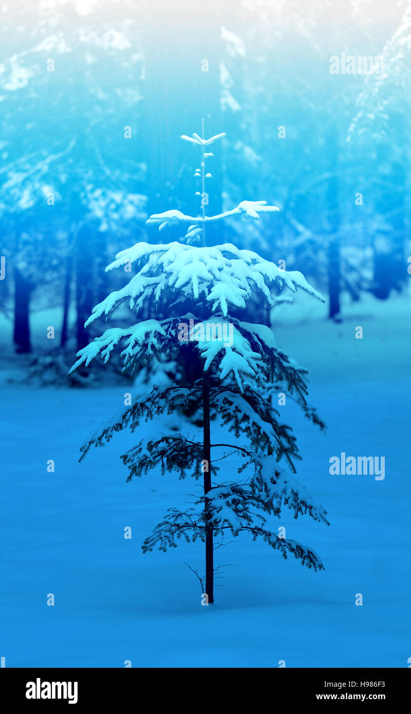 Schönen grünen Zweig der Weihnachtsbaum mit Schnee, fotografiert in Nahaufnahme Stockfoto