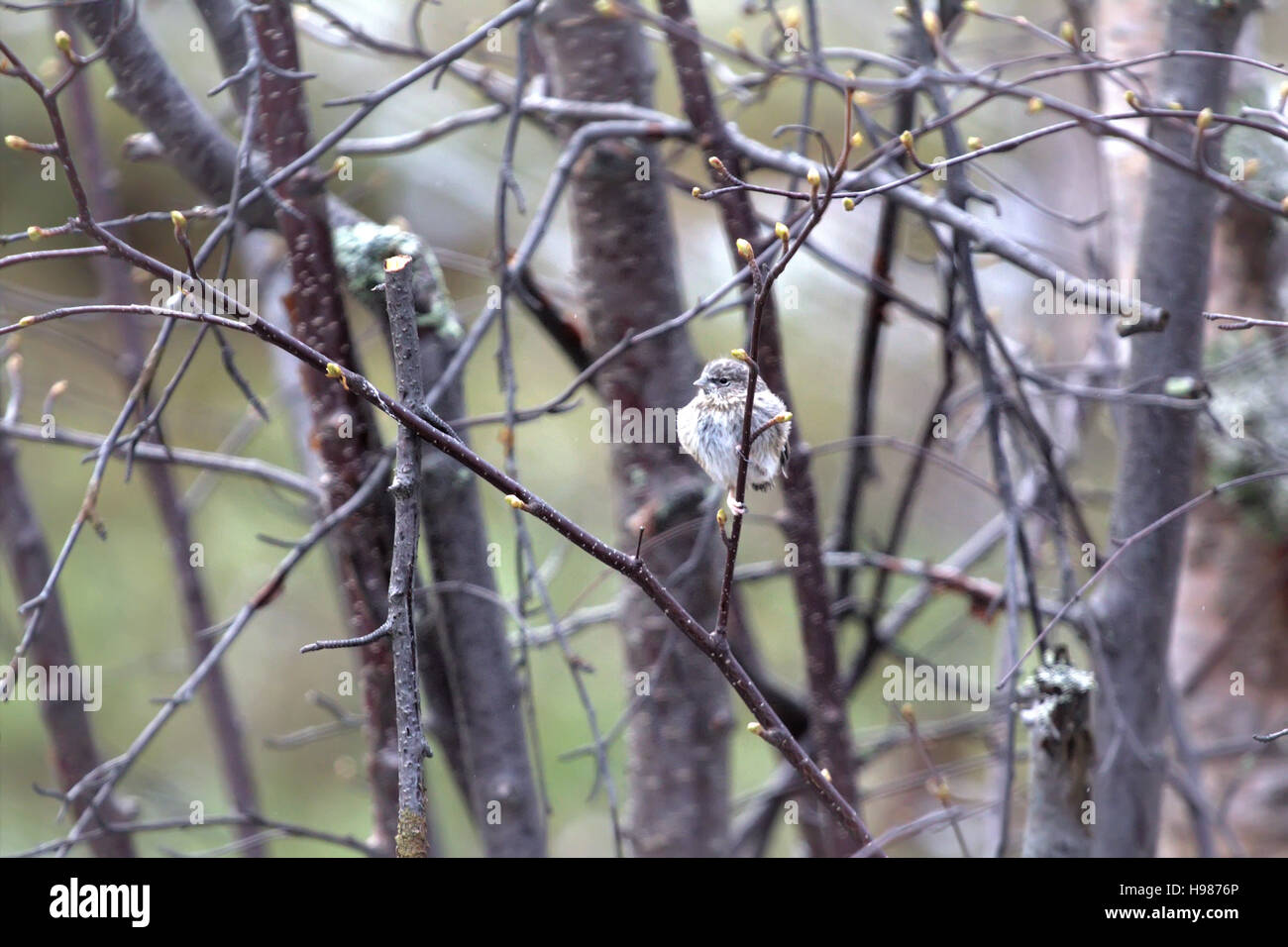 Rot-Umfrage (Hänfling Acanthis) Küken hat Nest im zeitigen Frühjahr verlassen, wenn Äste Knospen entfalten. Lappland, Anfang Mai Stockfoto