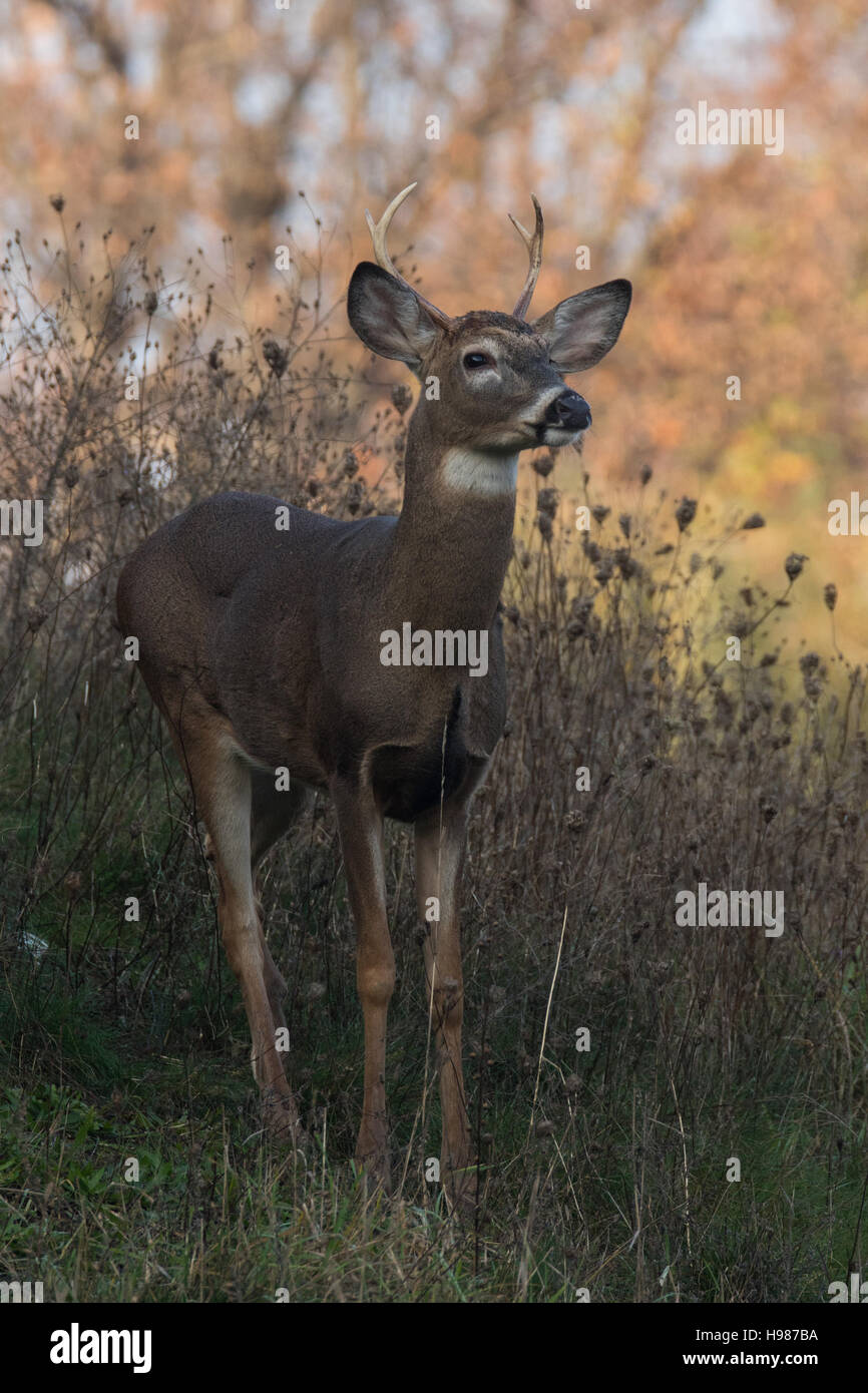 Weiß - angebundene Rotwild buck Stockfoto