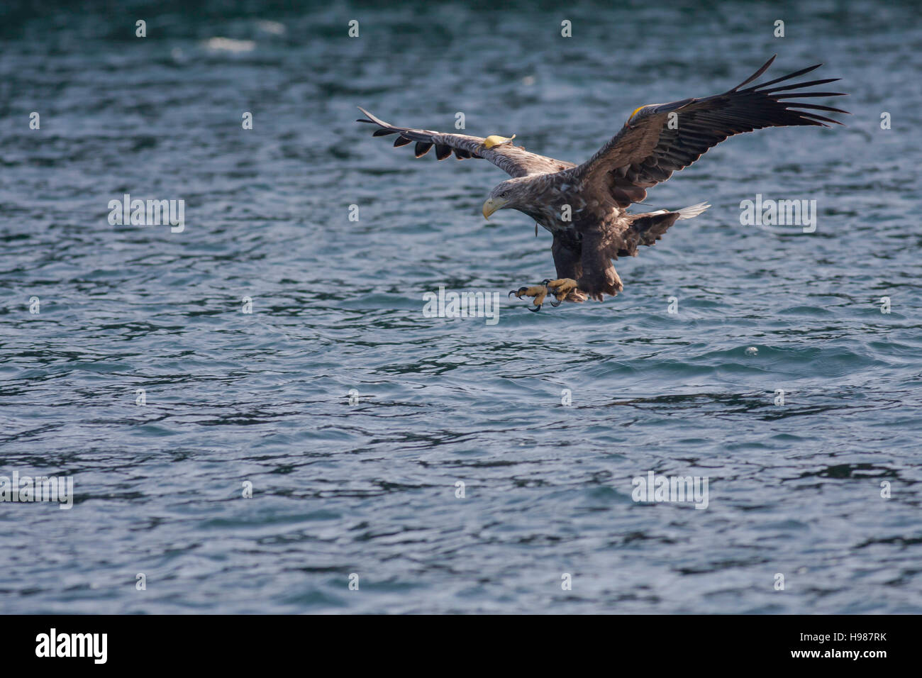 White-tailed Seeadler Haliaeetus Horste, Skye, Schottland Stockfoto