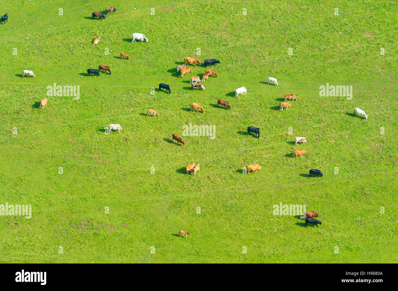 Beuron: Kühe im Donautal im Naturpark obere Donau, Schwäbische Alb, Schwäbische Alb, Baden-Württemberg, Deutschland Stockfoto