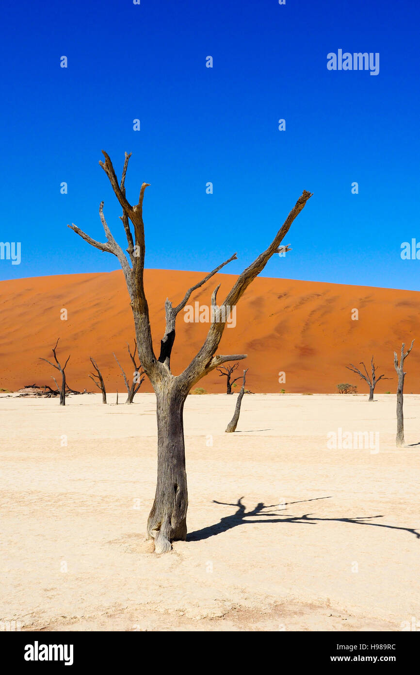 Dead Vlei, Namib-Wüste, Namibia Stockfoto