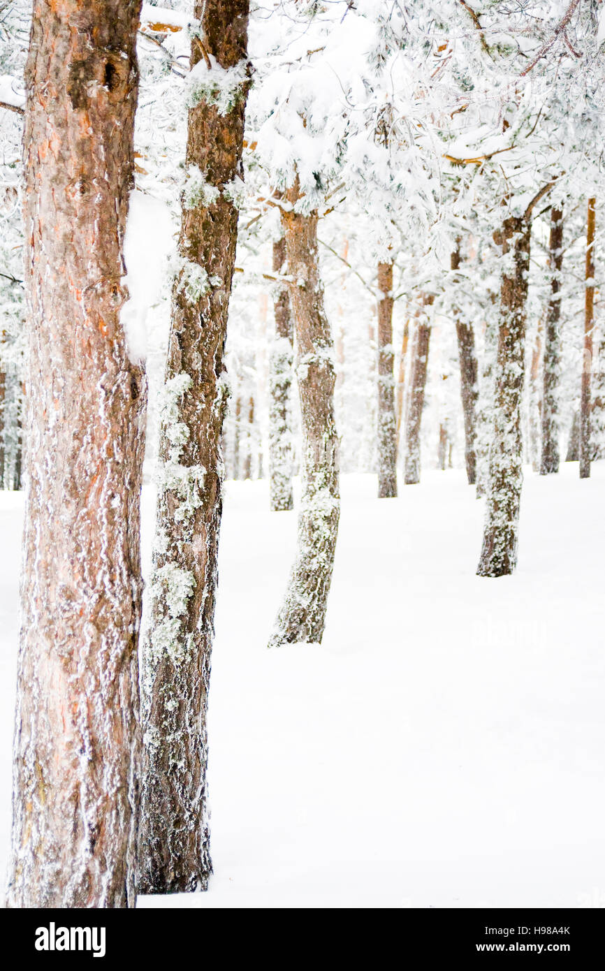 Winterwald im Schnee in Nordgriechenland Stockfoto