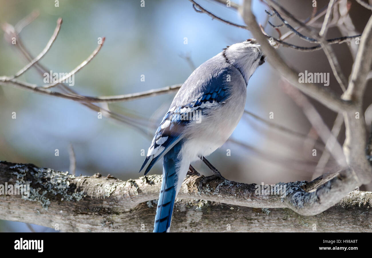 Blue Jay mit Haltung, Kopf gespannt zurück (Cyanocitta Cristata), Blick in die Kamera auf eine lustige Art, frühen Frühling, auf einem Ast. Stockfoto