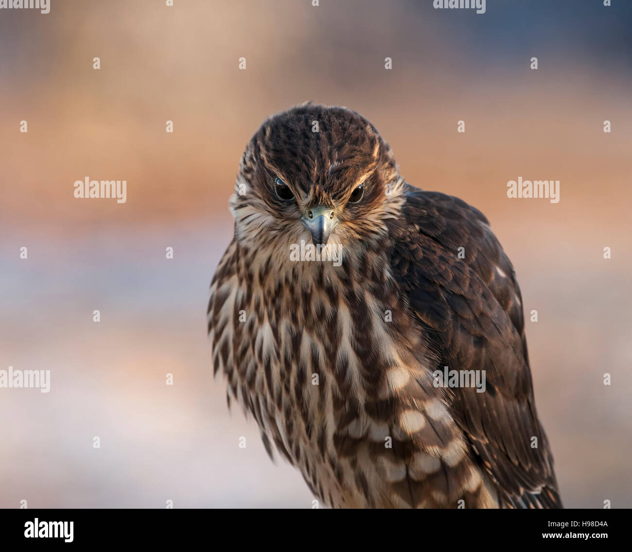 Merlin-Falcon hautnah mit einem unscharfen Hintergrund im warmen Abendlicht. Stockfoto