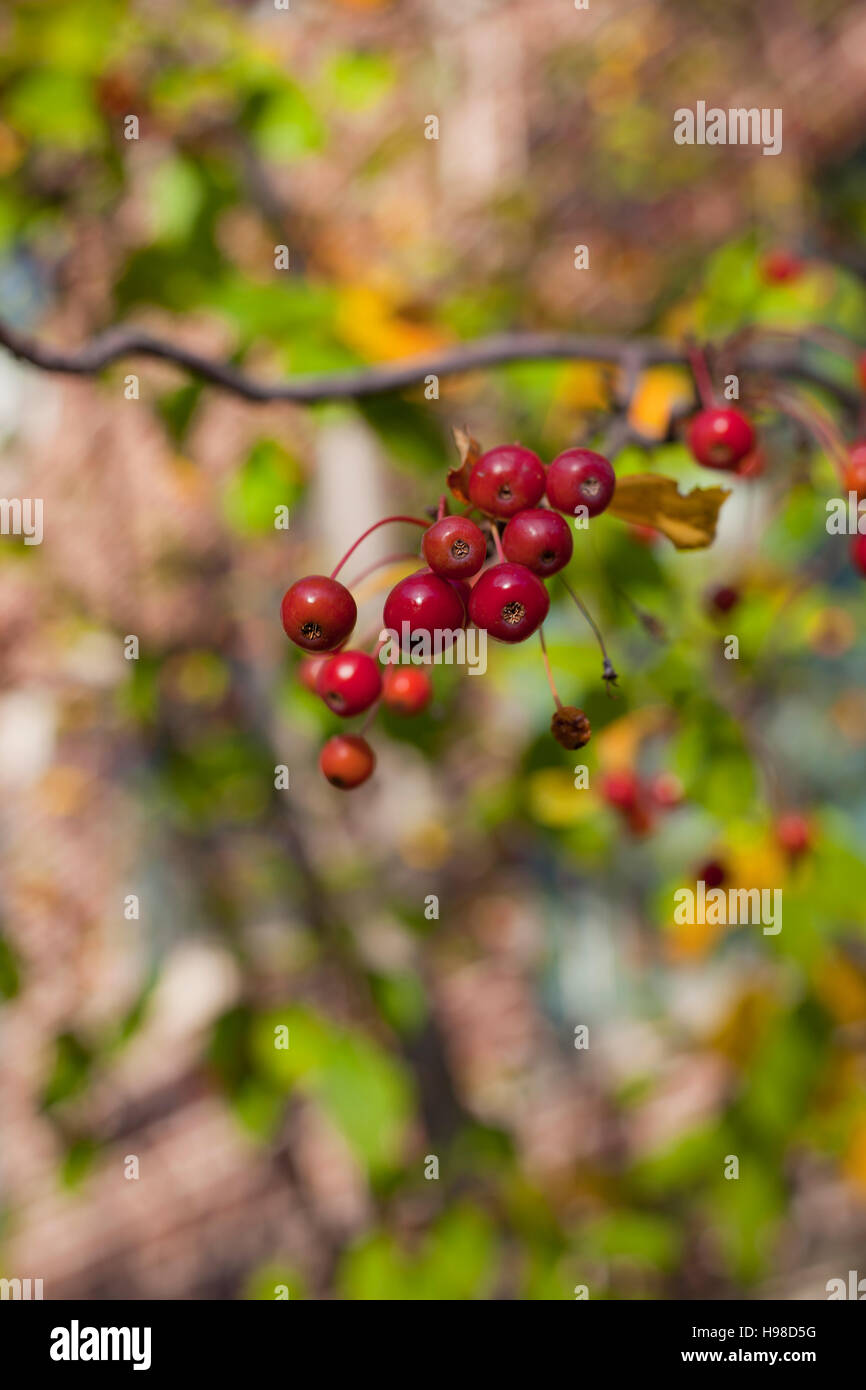 Nahaufnahme der Cluster von Hackberries im Herbst Stockfoto