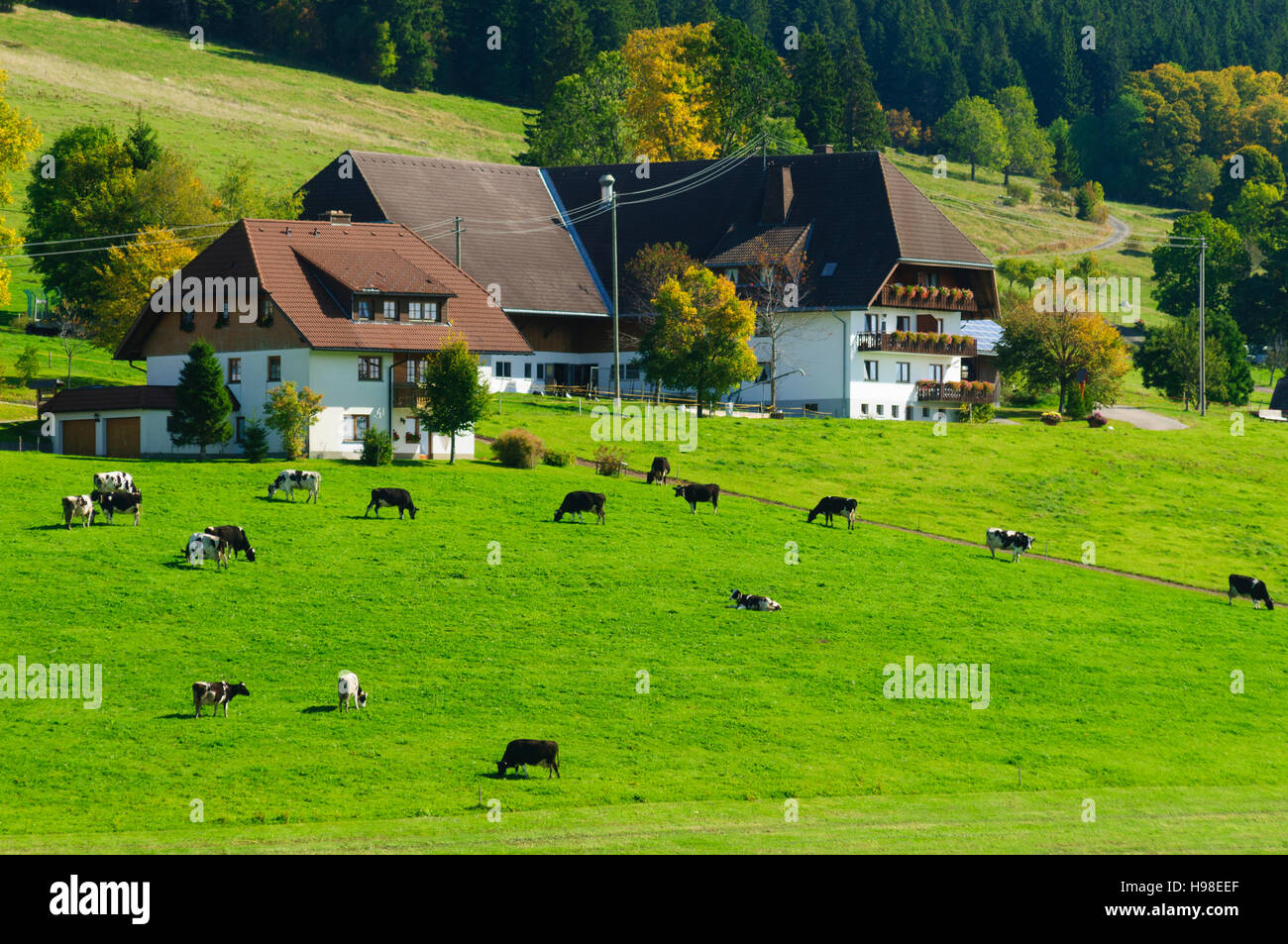 St. Märgen Im Schwarzwald: Bauernhof im Schwarzwald, Kühe, Schwarzwald, Schwarzwald, Baden-Württemberg, Deutschland Stockfoto