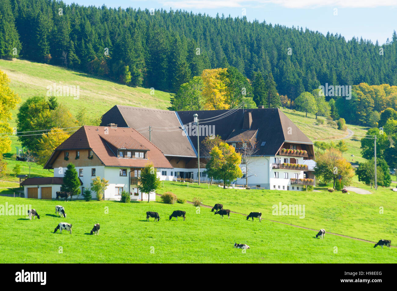 St. Märgen Im Schwarzwald: Bauernhof im Schwarzwald, Kühe, Schwarzwald, Schwarzwald, Baden-Württemberg, Deutschland Stockfoto