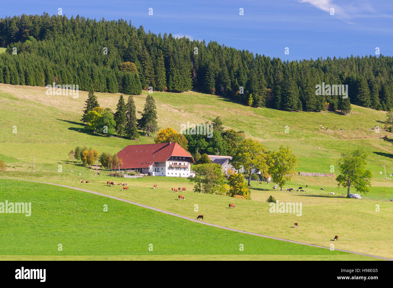 St. Märgen Im Schwarzwald: Bauernhof im Schwarzwald, Kühe, Schwarzwald, Schwarzwald, Baden-Württemberg, Deutschland Stockfoto