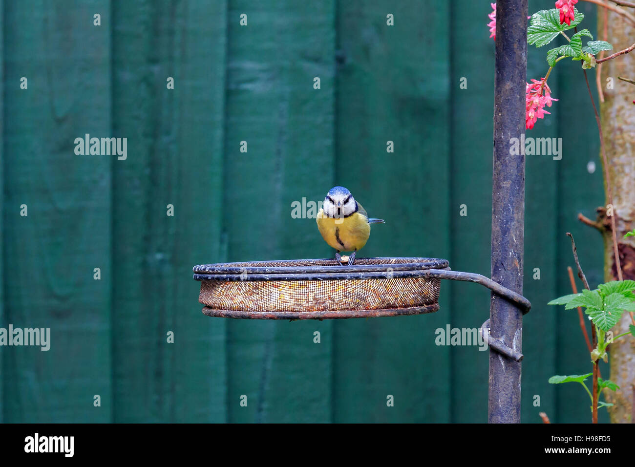 Blaumeise thront auf einem Zufuhrbehälter in einem UK-Garten Stockfoto