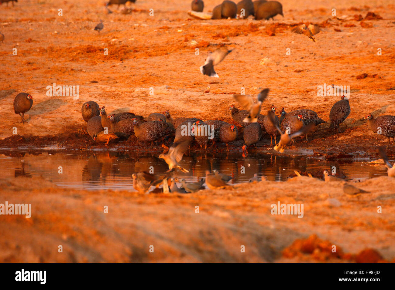 Viele behelmter Guinea Fowl Franklin Tauben & Sand Grouse in der Hitze Afrikas neigen dazu zu bewegen, viel suchen Schatten & Wasser Stockfoto