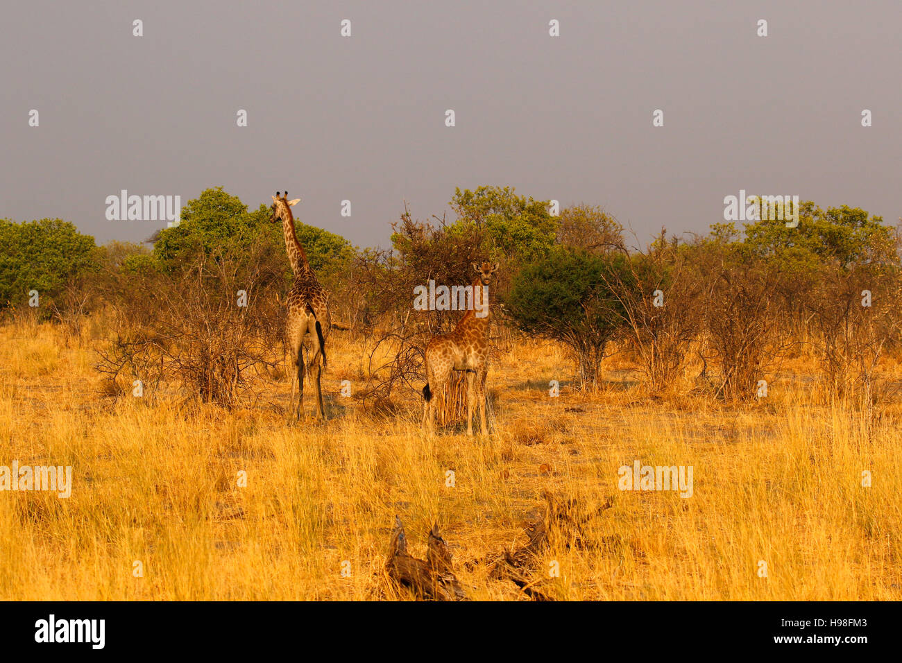 Südlichen Giraffe Mutter & Baby auf der Flucht vom Jagd Augen in Afrikas atemberaubende Busch Veld waren, dass sie völlig verschwinden können. Stockfoto