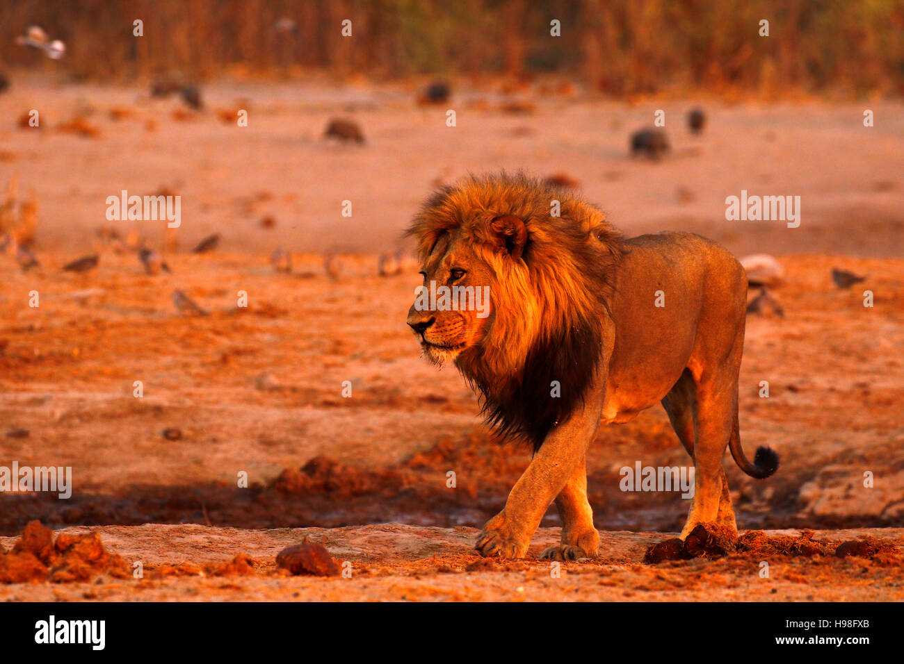 Die prächtigen königlichen Kalahari männlicher Löwe eine riesige Raubtier der mächtigste in Afrika Stockfoto