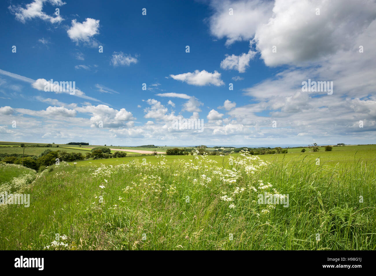 Landschaft in der Nähe von Warram Percy, Yorkshire Wolds südlich von Malton Stockfoto