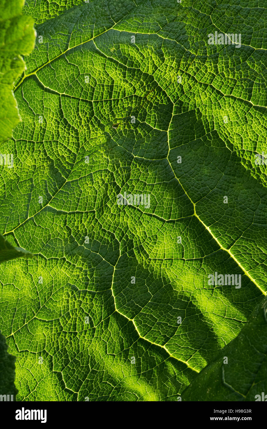 Blatt der Gunnera Manicata, oder Riesen Rhabarber, gebürtig in Südamerika oder Riesen Rhabarber Stockfoto