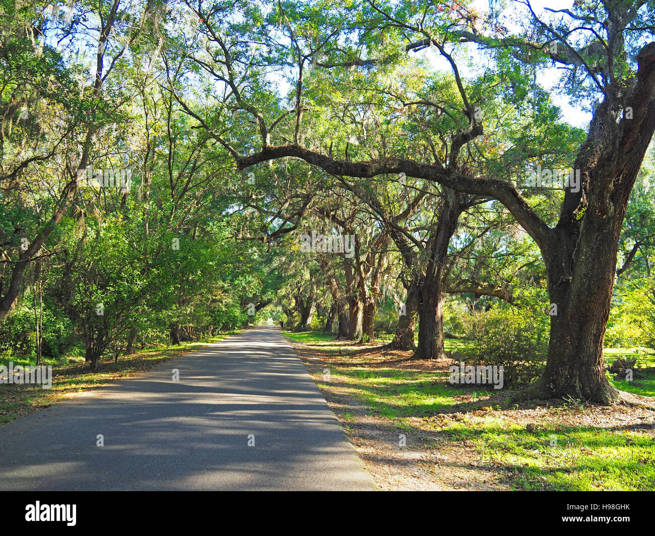 Eiche Avenue fahren in die Magnolia Plantation & Gärten in Charleston, South Carolina. Stockfoto
