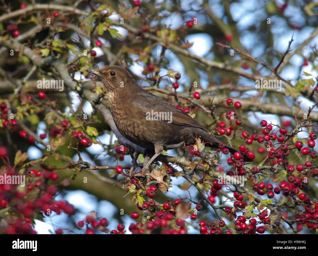 weibliche schwarze Vogel auf rote Beeren Stockfoto