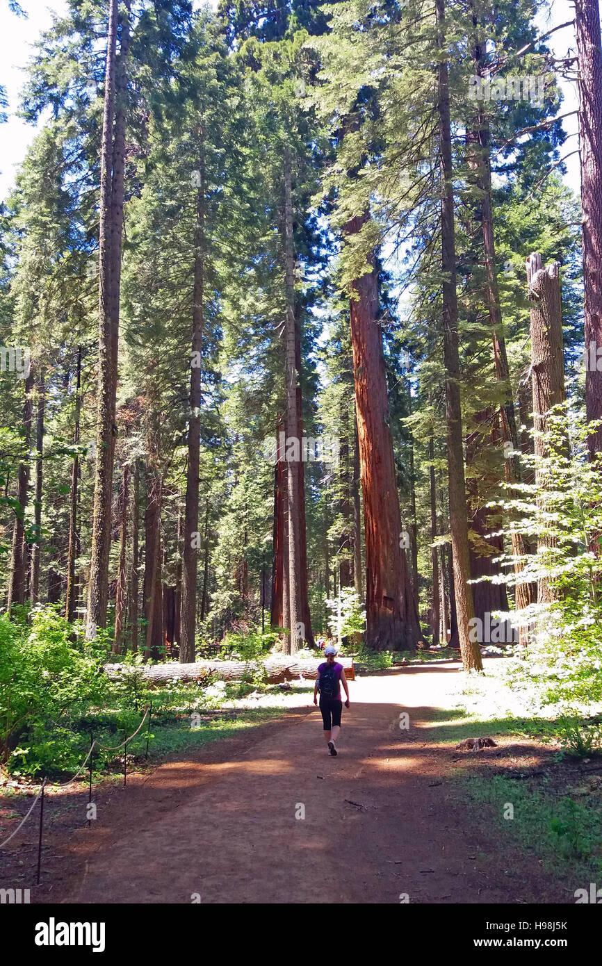 Frau in Calaveras große Bäume State Park Wandern. Stockfoto