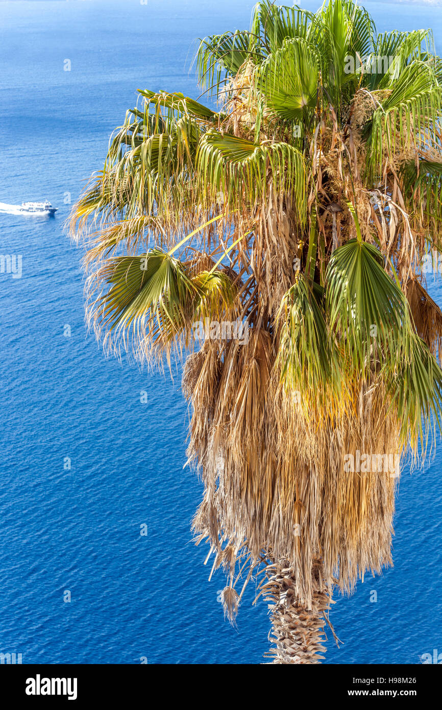 Griechenland Palmenbaum über dem Meer in Oia, Santorini, Kykladen Inseln, Griechenland, Europa Stockfoto