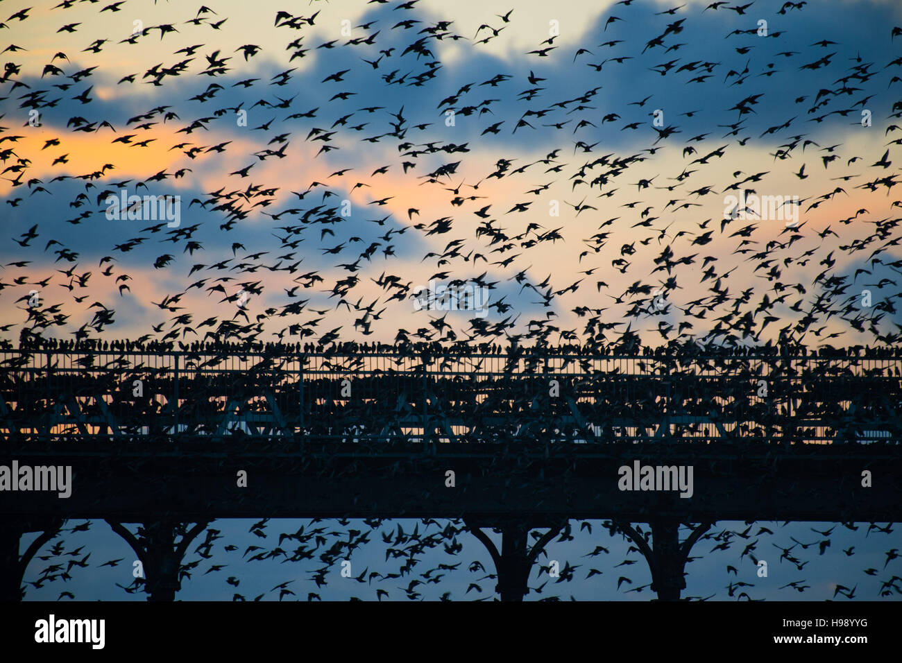 Aberystwyth Wales UK, Sonntag, 20. November 2016 UK Wetter: in einer ruhigen, klaren und kalten Abend Schwärme der Stare fliegen aus ihrer Nahrungsgründe um Barsch auf dem Geländer von Aberystwyth Pier an der Küste von West Wales jeden Abend im Herbst und im Winter tagsüber, Zehntausende Vögel versammeln sich, um sicher über Nacht auf das Gitterwerk der gusseisernen Beinen unterhalb des viktorianischen Seestadt Pier Fotos Credit Schlafplatz : Keith Morris / Alamy Live News Stockfoto