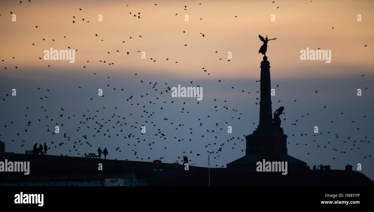 Aberystwyth Wales UK, Sonntag, 20. November 2016 UK Wetter: in einer ruhigen, klaren und kalten Abend Schwärme der Stare fliegen aus ihrer Nahrungsgründe, swooping rund um das kultige Kriegerdenkmal in Aberystwyth an der Küste von West-Wales jeden Abend im Herbst und Winter tagsüber, Zehntausende Vögel versammeln sich, um sicher über Nacht auf das Gitterwerk der gusseisernen Beinen unterhalb des viktorianischen Seestadt Pier Fotos Credit Schlafplatz : Keith Morris / Alamy Live News Stockfoto