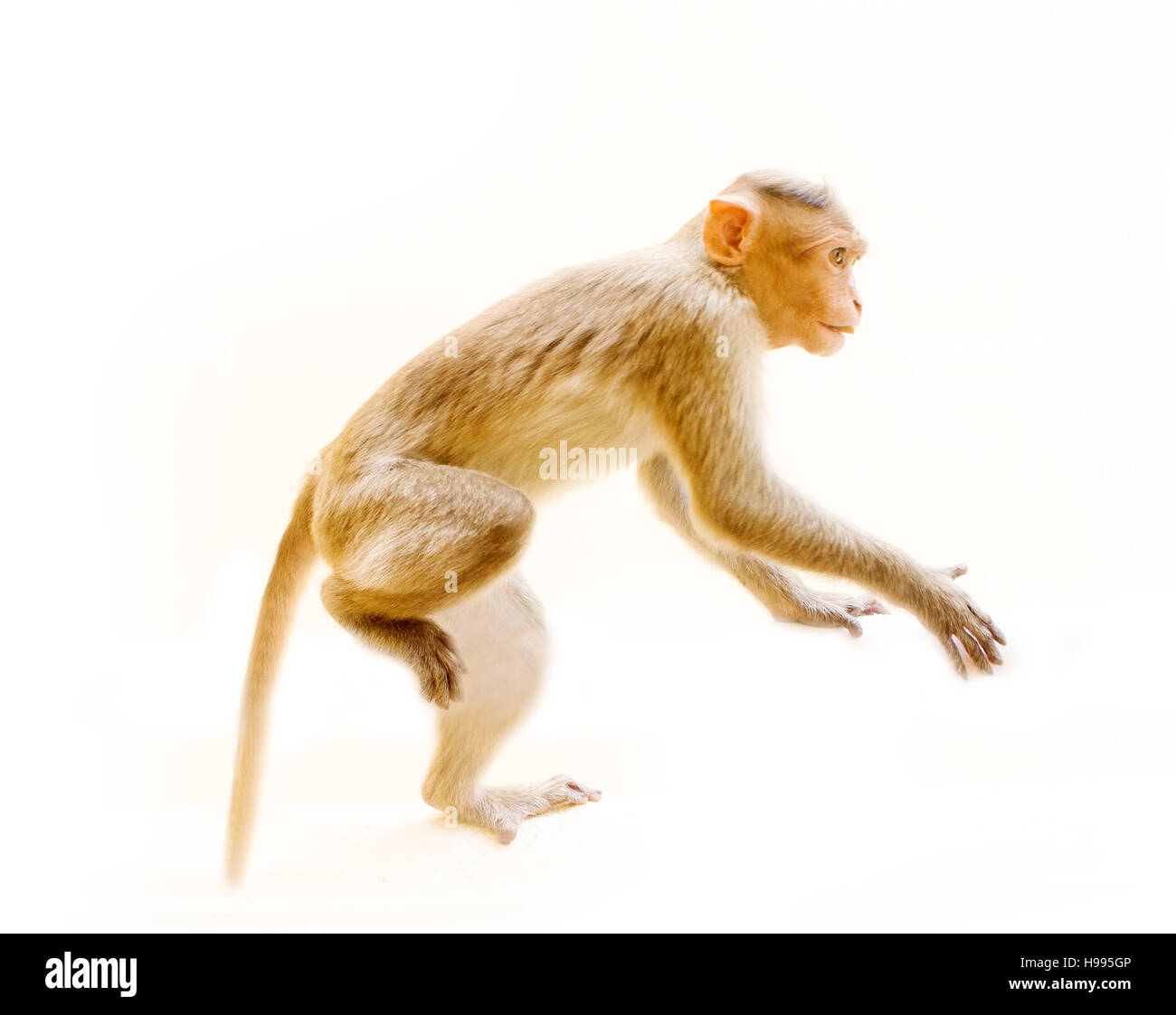 Indische Makaken lat. Macaca Radiata.  wilde Tiere Primaten auf weißem Hintergrund. ein Tier, ein junger Affe Stockfoto