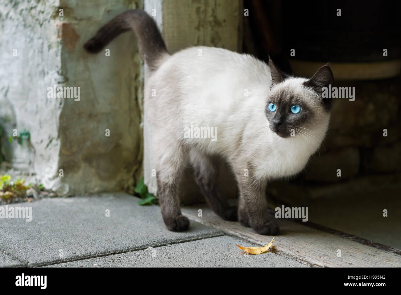 Blue eyed Katze wartet darauf, dass die Fütterung mit gefallen lassen Stockfoto