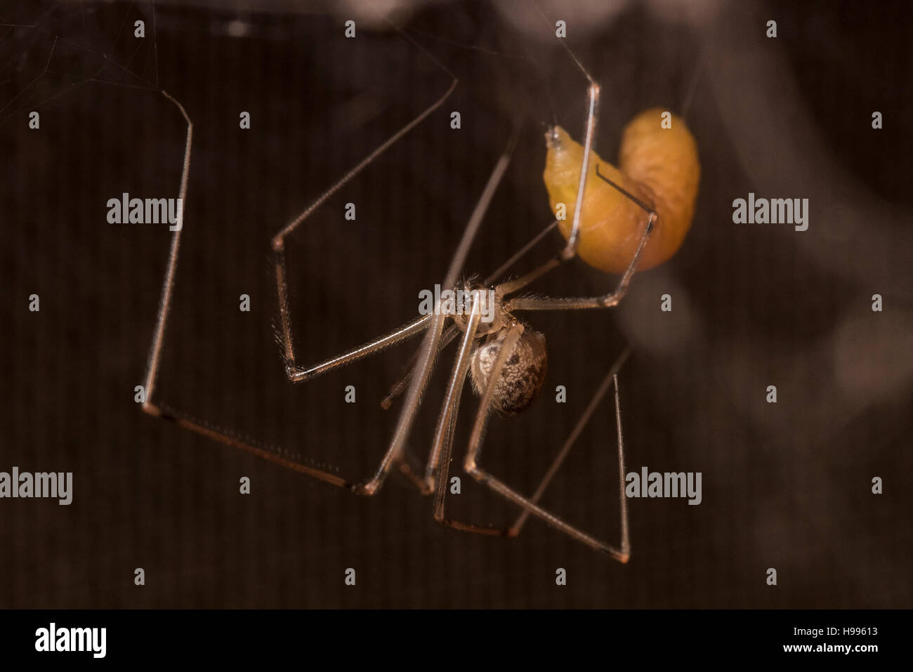 Eine Spinne mit seiner unglücklichen Beute. Stockfoto