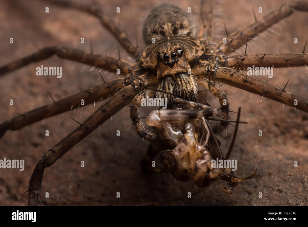 Eine Spinne gefangen und isst eine Grille in Peru. Stockfoto