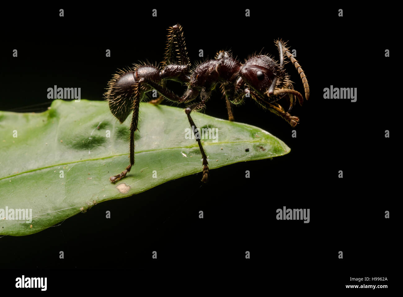 Eine Kugel Ameise (Paraponeragroße Clavata), bekannt dafür, dass den schmerzhaftesten Stich von allen Insekten. Stockfoto
