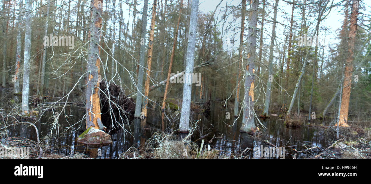 Der Tod des alten Waldes 4. Abbildung der ökologischen Einheit. Biber haben Damm gebaut und alte Fichtenwald überflutet. Fichte von Holzwurm betroffenen eine Stockfoto
