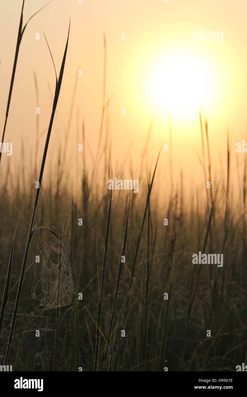 Am frühen Morgen Sonne zeigt die Ruhe eines neuen Tages. Stockfoto