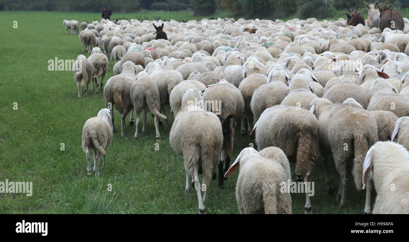 Schafe mit den dicken weißen Vlies Beweidung im Herbst Stockfoto