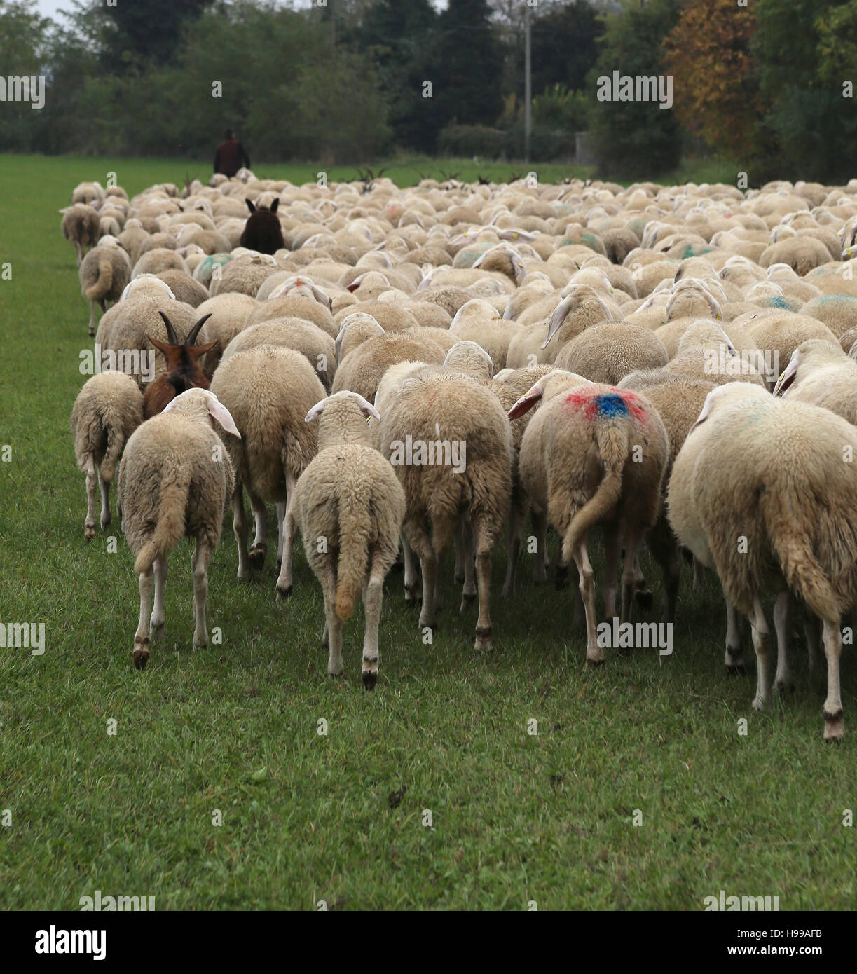 viele Schafe mit der dicke weiße Fell Beweidung im Herbst Stockfoto