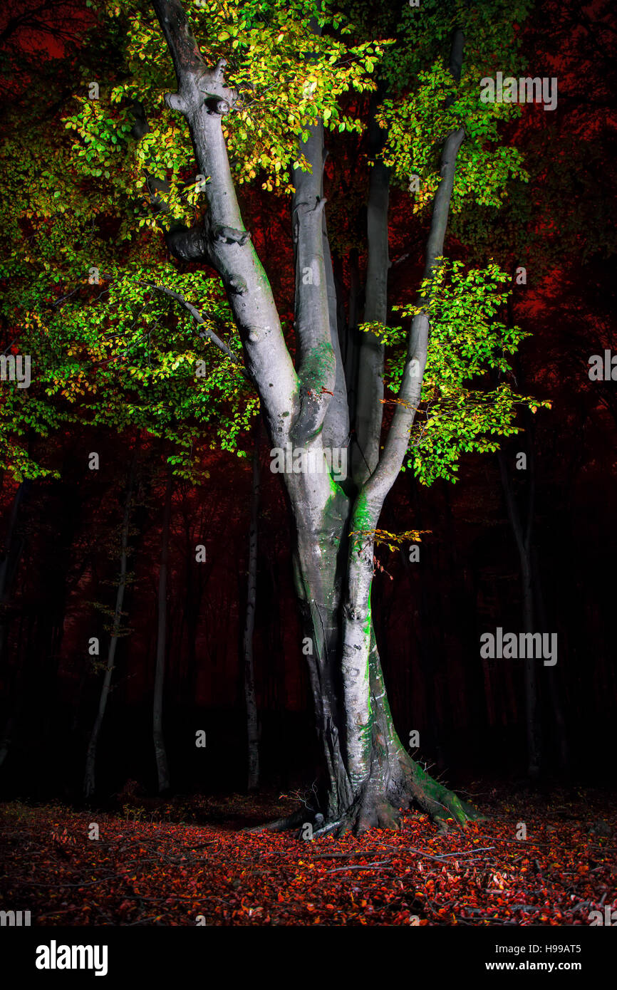 Baum Licht in der Nacht Stockfoto