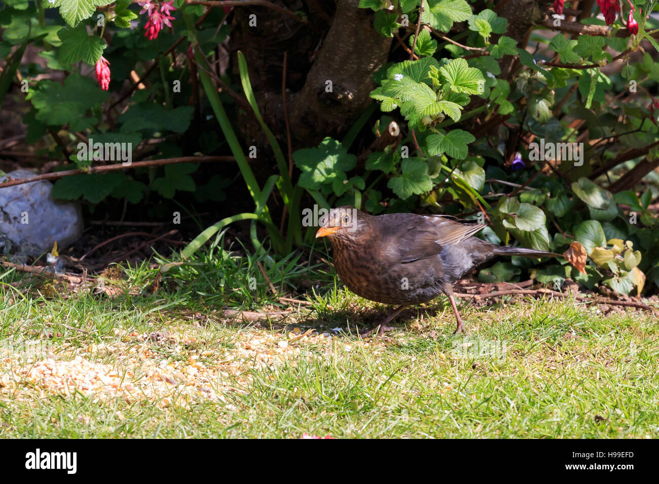 Weibliche Amsel auf der Suche nach Nahrung in einem UK-Garten Stockfoto