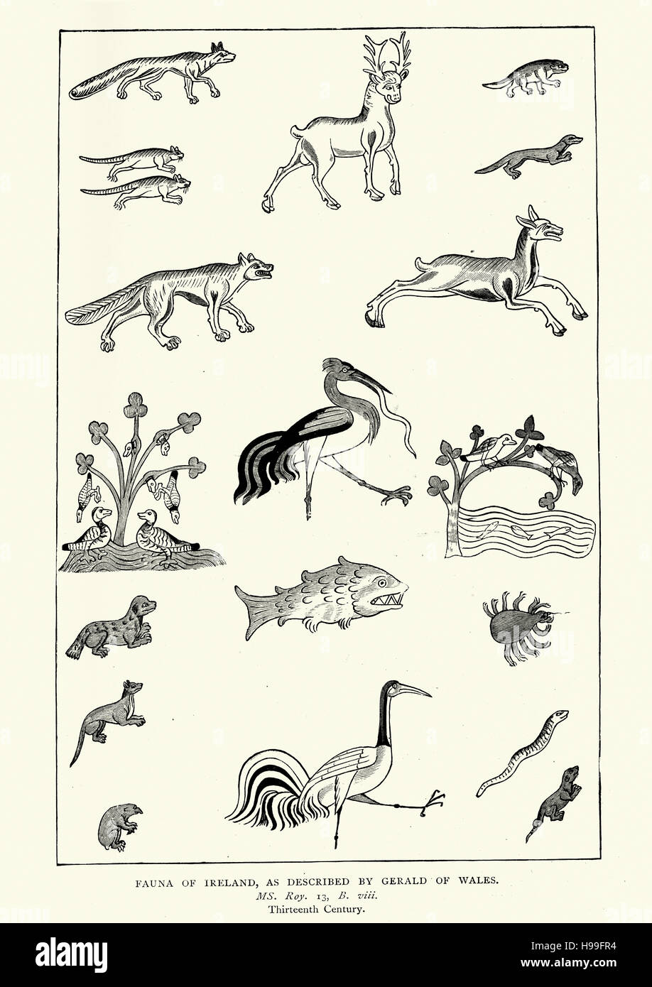 Fauna von Irland wie beschrieben von Gerald des Walles, 13. Jahrhundert Stockfoto